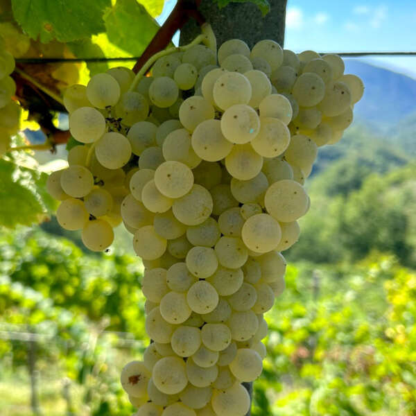 uva colline bianco 2026