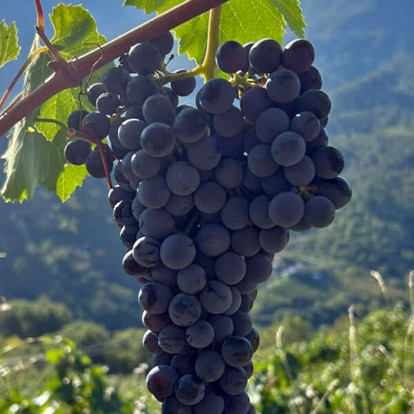 uva colline rosso 2026