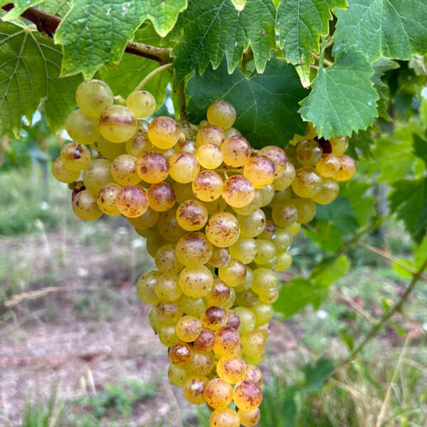 uva moscato 2026 uva moscato 2026